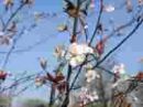 Prunus cerasifera 'Nigra'CAC
